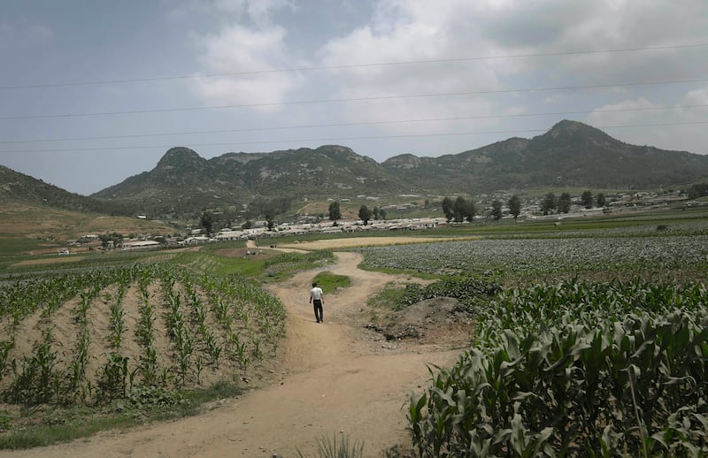 북한 남포의 옥수수밭 모습.
